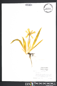 Iris cristata image