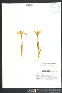 Iris verna var. smalliana image