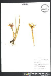 Iris verna image