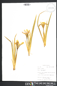 Iris verna image