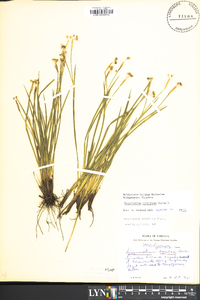 Sisyrinchium atlanticum image