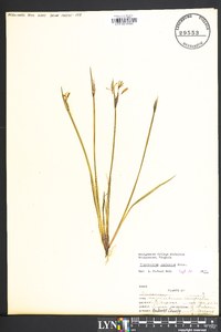 Sisyrinchium mucronatum image