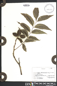 Carya illinoinensis image