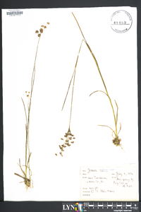 Juncus biflorus image