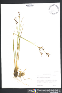 Juncus brevicaudatus image