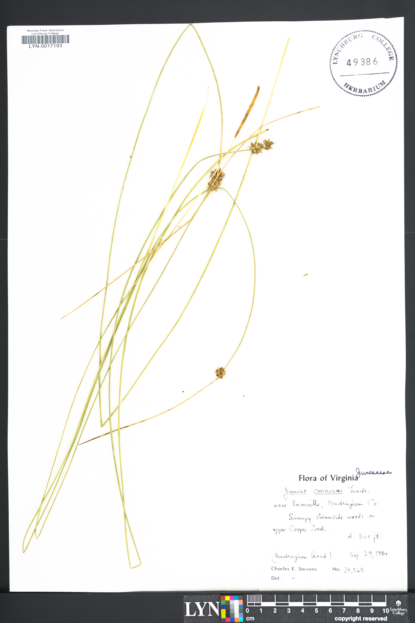 Juncus coriaceus image