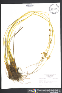 Juncus coriaceus image