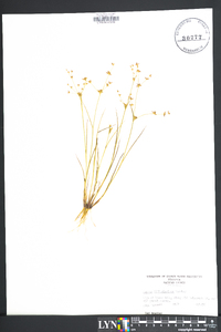 Juncus diffusissimus image