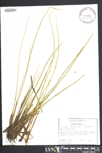 Juncus filiformis image