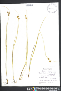 Juncus scirpoides image