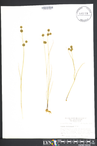 Juncus scirpoides image