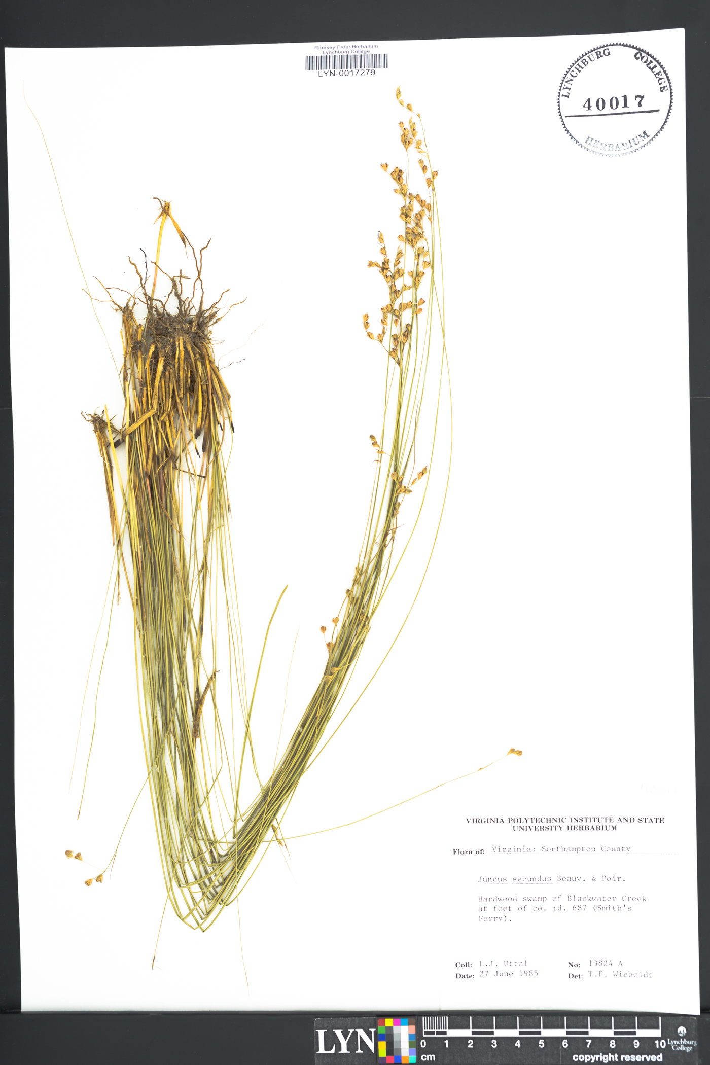 Juncus secundus image