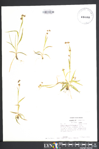 Carex nigromarginata image