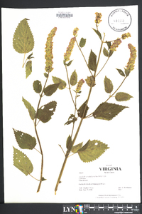 Agastache scrophulariifolia image