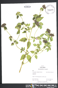 Clinopodium vulgare image