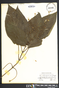 Collinsonia canadensis image