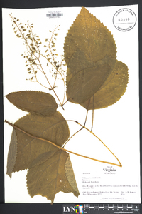 Collinsonia canadensis image