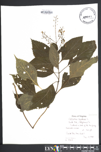 Collinsonia canadensis image