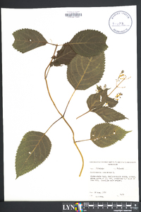 Collinsonia canadensis image