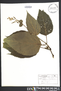 Collinsonia canadensis image