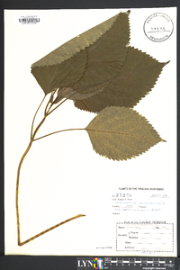 Collinsonia canadensis image