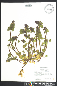 Lamium purpureum image