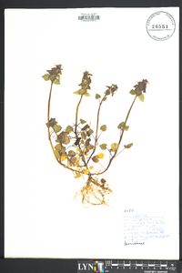 Lamium purpureum image