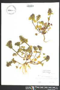 Lamium purpureum image