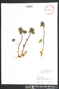 Lamium purpureum image