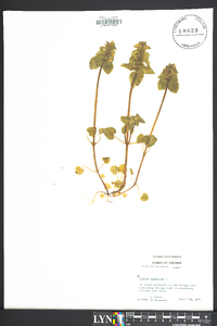 Lamium purpureum image