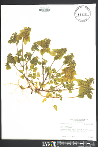 Lamium purpureum image