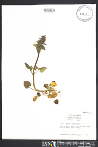 Lamium purpureum image