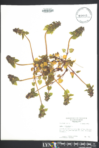 Lamium purpureum image