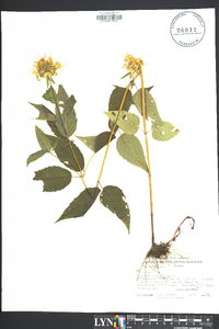 Monarda clinopodia image