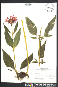 Monarda didyma image