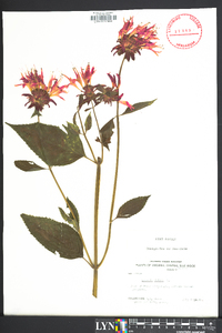 Monarda didyma image