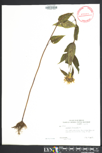 Monarda clinopodia image