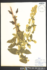 Nepeta cataria image