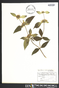 Pycnanthemum incanum image