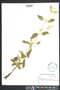 Pycnanthemum incanum image