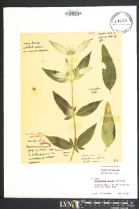 Pycnanthemum incanum image