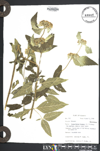 Pycnanthemum incanum image