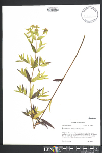 Pycnanthemum muticum image