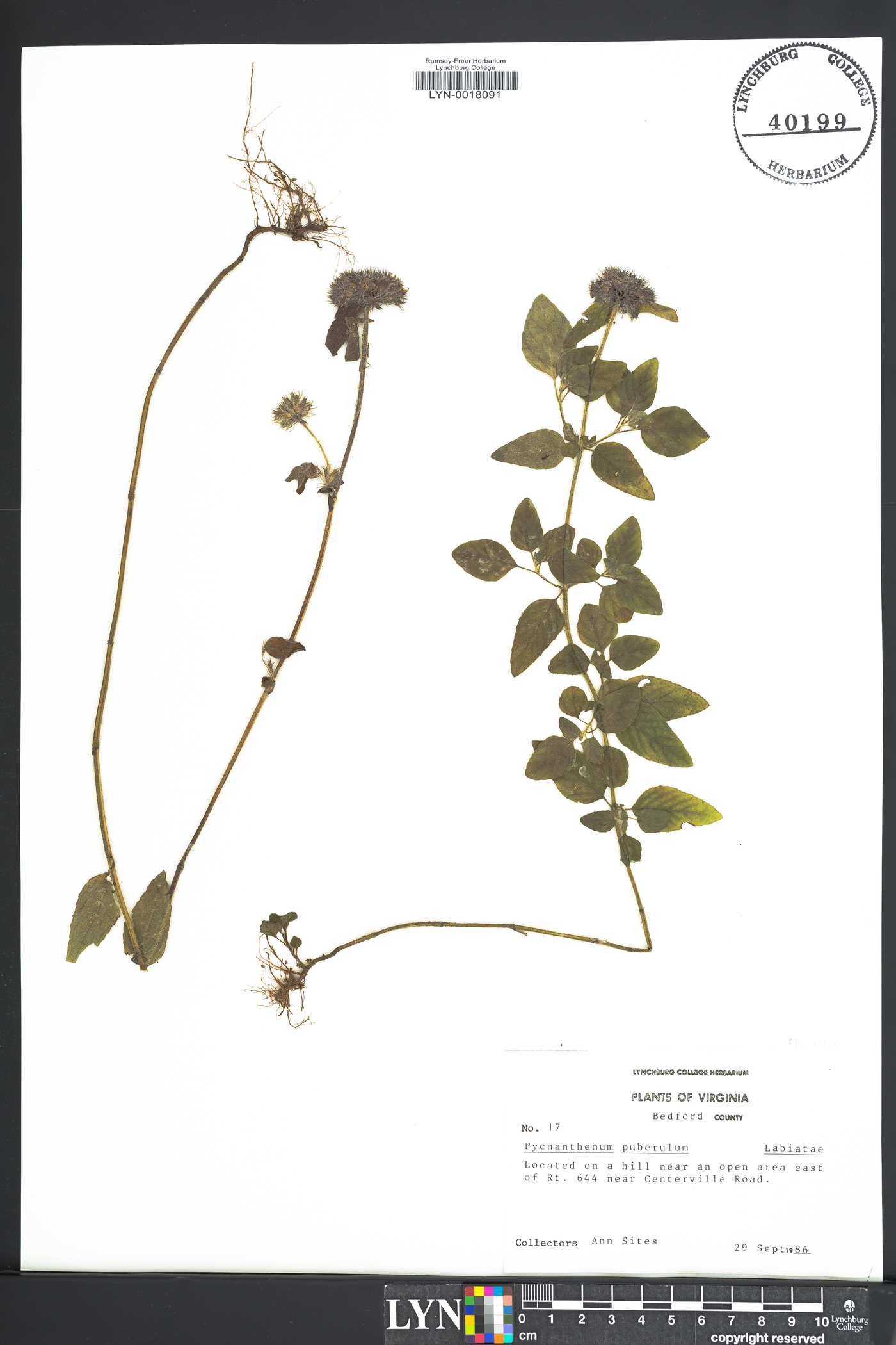 Pycnanthemum puberulum image
