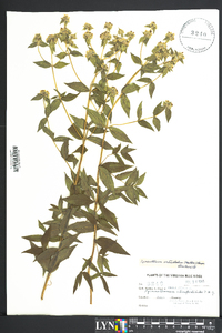 Pycnanthemum verticillatum image