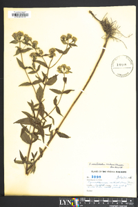 Pycnanthemum verticillatum image