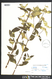 Pycnanthemum incanum image