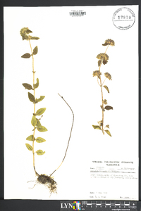 Clinopodium vulgare image