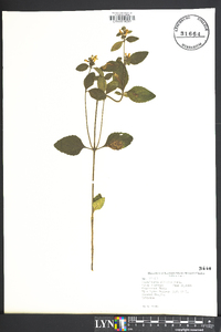 Scutellaria serrata image