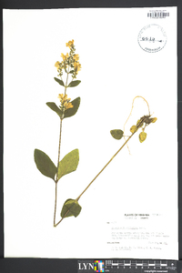 Scutellaria serrata image